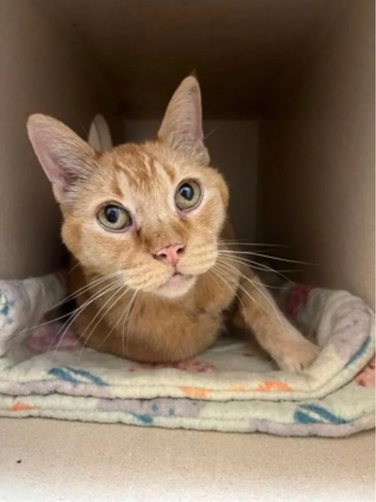 A senior medium-sized male Orange & White Domestic Short Hair cat named Whiskey for adoption in Winfield, KS