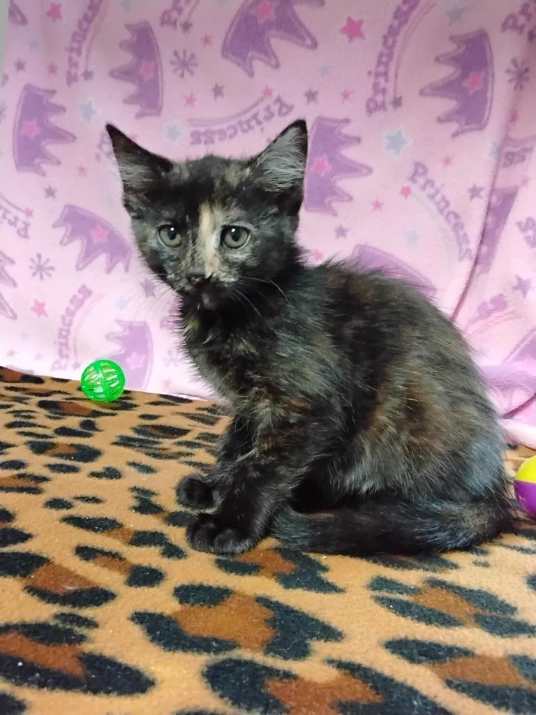 A baby small-sized female Domestic Short Hair cat named Nairi for adoption in Ada, OK