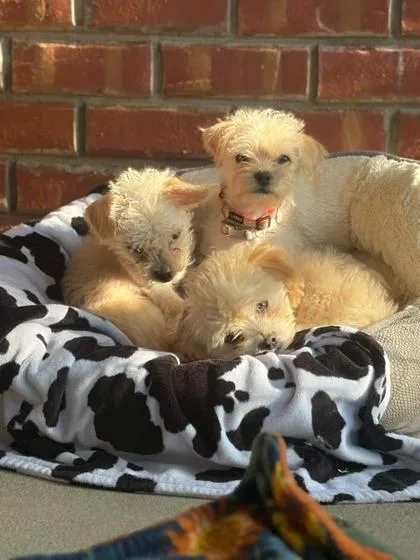 A young small-sized female Poodle dog named Teeny for adoption in Southern Pines, NC