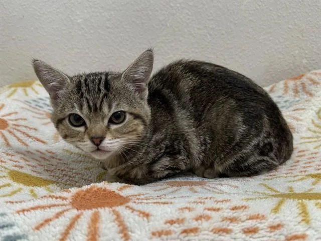 A baby small-sized female Domestic Short Hair cat named Phoebe for adoption in McKinleyville, CA