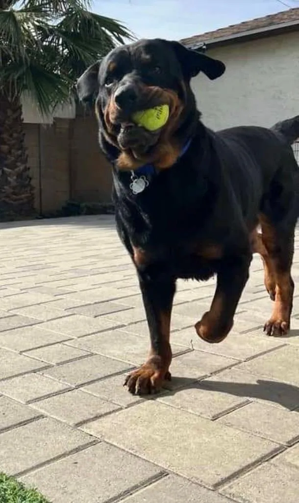 An adult extra large-sized male Bicolor Rottweiler dog named Solo for adoption in Sierra Madre, CA