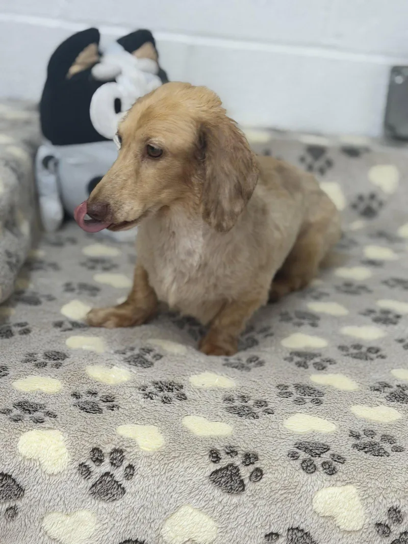 Frankie