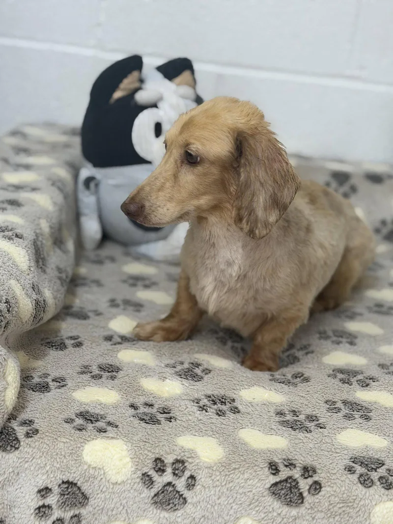 Frankie thumbnail 3
