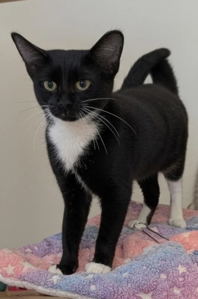 A baby small-sized female Domestic Short Hair cat named Catniss for adoption in Fort Myers, FL