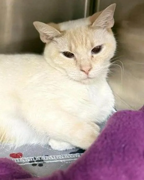 An adult medium-sized female Siamese cat named Vera for adoption in Stratham, NH