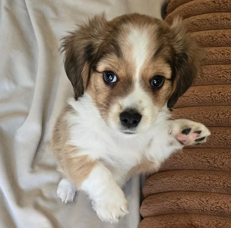 A baby small-sized male Spaniel dog named Shohei Ohtani for adoption in Thousand Oaks, CA