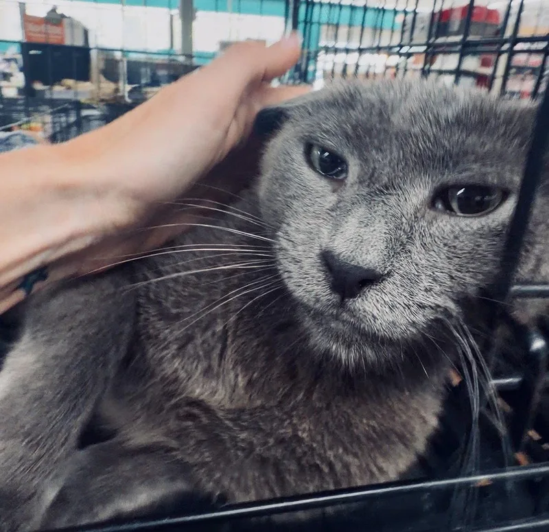 A young medium-sized male Gray / Blue / Silver Domestic Short Hair cat named Frodo for adoption in Tampa, FL