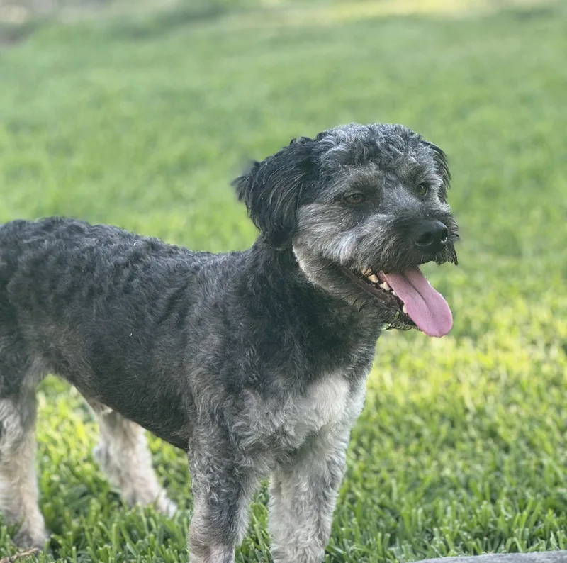 Benji