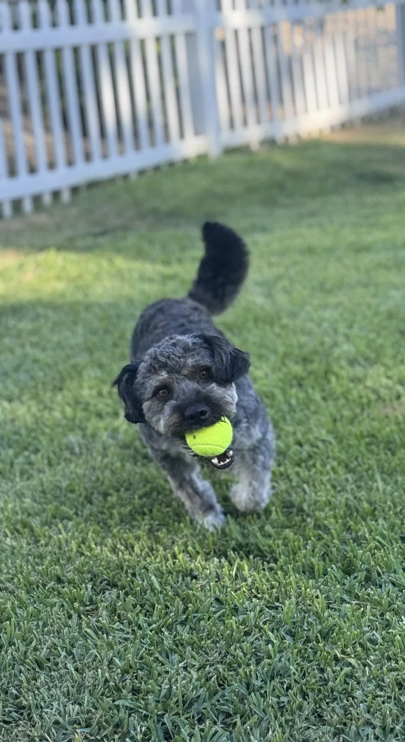 Benji thumbnail 3