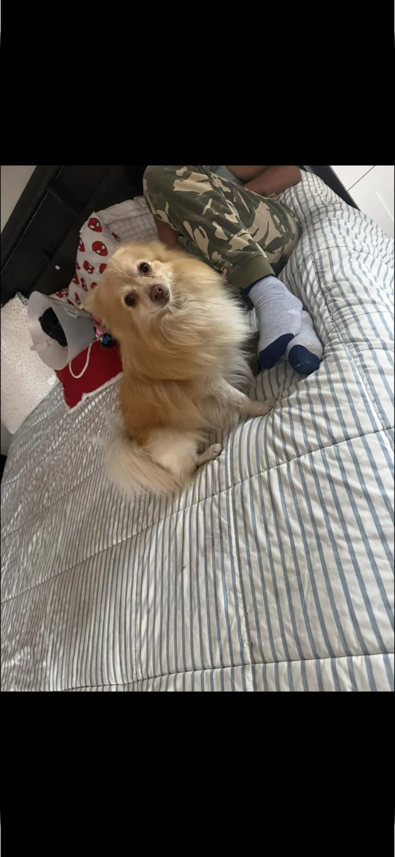 An adult small-sized male Yellow / Tan / Blond / Fawn Pomeranian dog named Mickey for adoption in Garland, TX