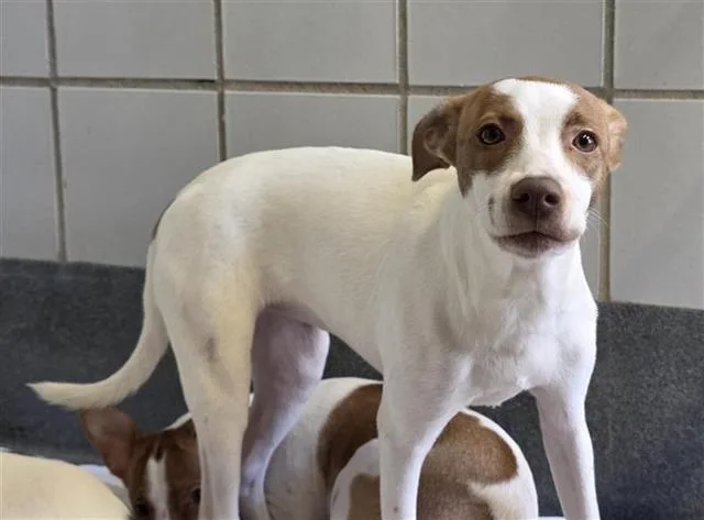 An adult small-sized female Terrier dog named China for adoption in San Antonio, TX