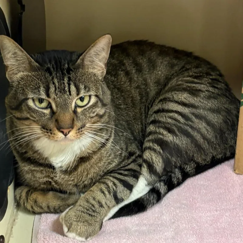 An adult medium-sized male Brown / Chocolate Domestic Short Hair cat named Leisure Suit Lawrence for adoption in Austin, TX