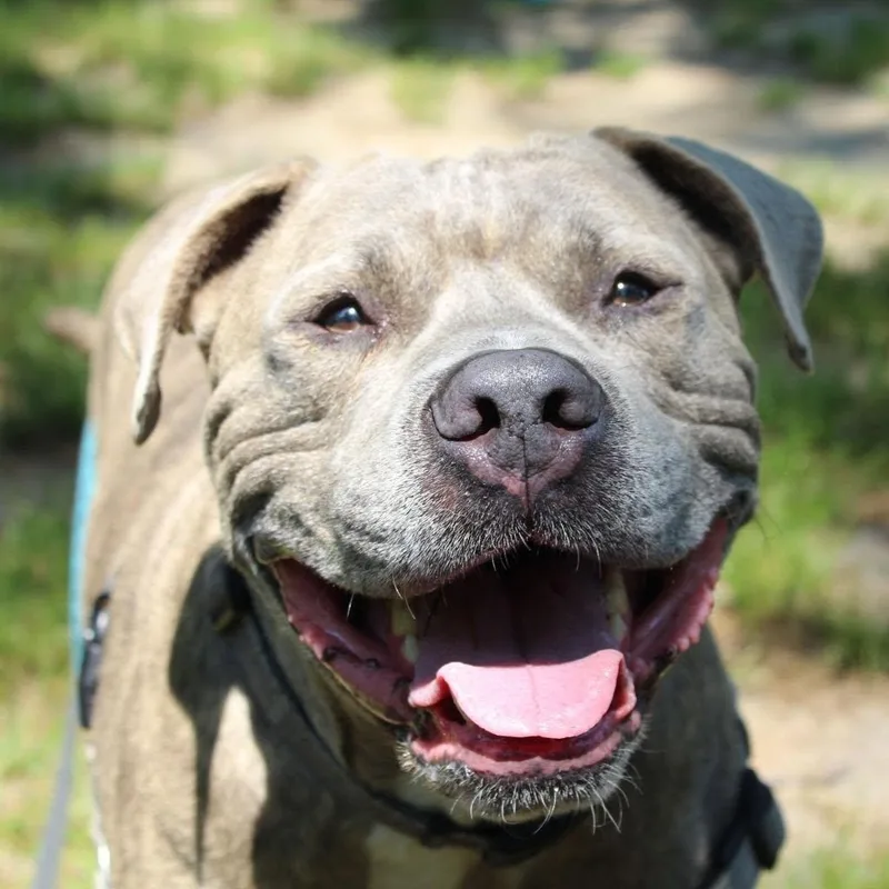 An adult large-sized male American Staffordshire Terrier dog named Goku for adoption in Nantucket, MA