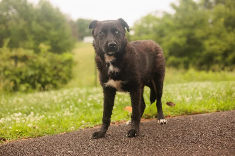 A young small-sized female Black Labrador Retriever dog named Lizzy for adoption in Gradyville, KY