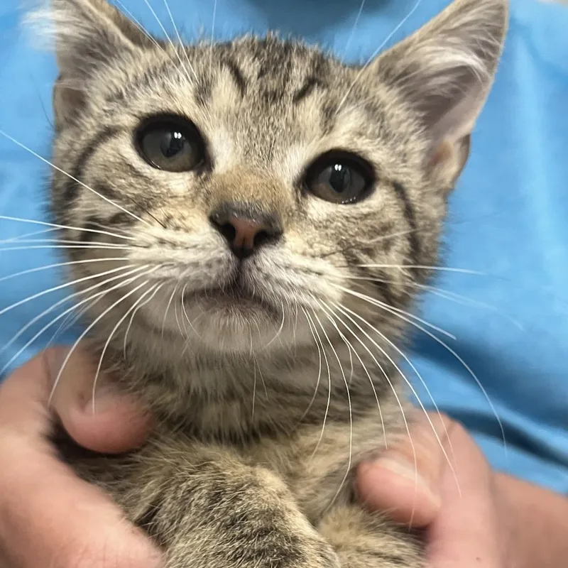 A baby small-sized male Brown / Chocolate Domestic Short Hair cat named Jalapeno for adoption in Durham, NC