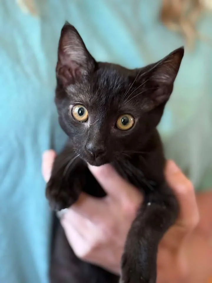 A baby small-sized male Domestic Short Hair cat named Larry for adoption in Johnson City, TN