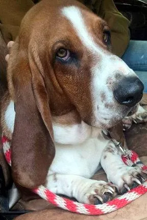 A young medium-sized male Basset Hound dog named Casey for adoption in Mays Landing, NJ