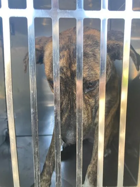An adult large-sized female Mixed Breed dog named Edith for adoption in Dallas, TX