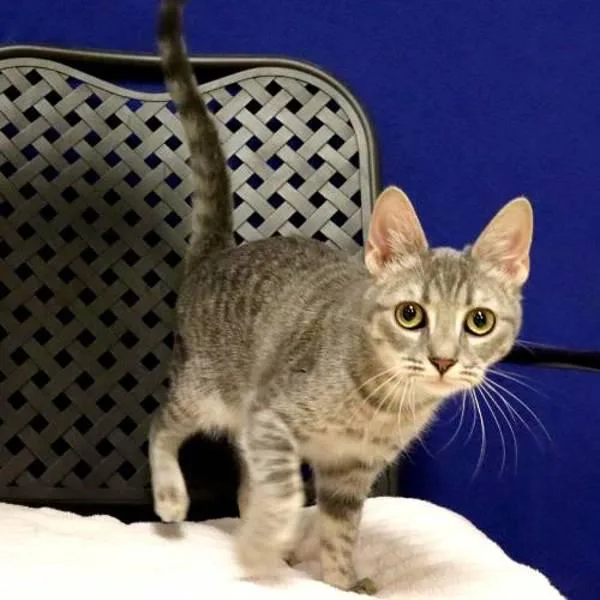 A baby small-sized female Domestic Long Hair cat named Rain for adoption in Fort Davis, TX
