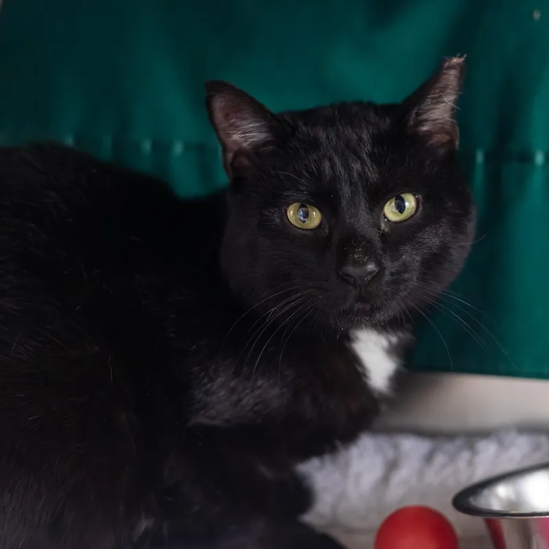 An adult small-sized male Black Domestic Short Hair cat named Farmer Joe for adoption in Newark, DE