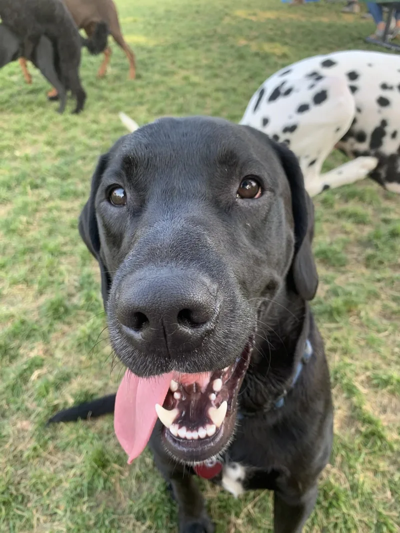 An adult large-sized male Dalmatian dog named HagridSpanish Fork Utah for adoption in San Diego, CA