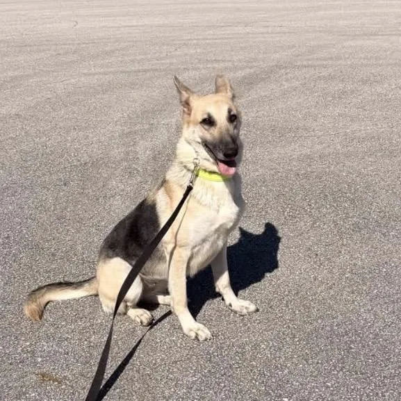 An adult medium-sized female German Shepherd Dog named Kida for adoption in Jacksonville, NC