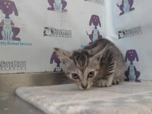 A baby small-sized female Domestic Short Hair cat named Birdie for adoption in Orlando, FL