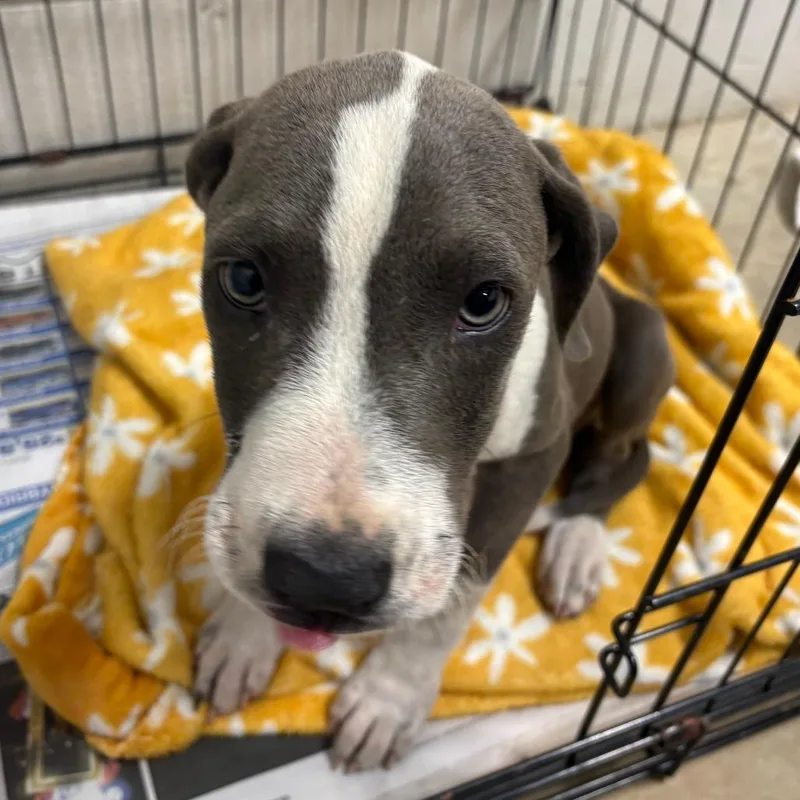 A baby small-sized male Gray / Blue / Silver Terrier dog named Greyson  U for adoption in Tupelo, MS