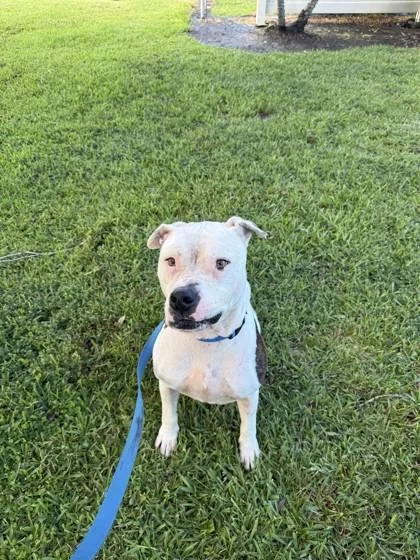 An adult large-sized male Mixed Breed dog named Rocky for adoption in Vero Beach, FL