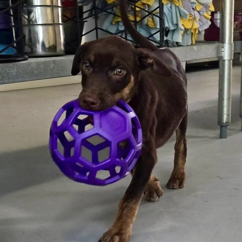 A baby medium-sized female Brown / Chocolate Doberman Pinscher dog named Xena for adoption in ISABELA, PR