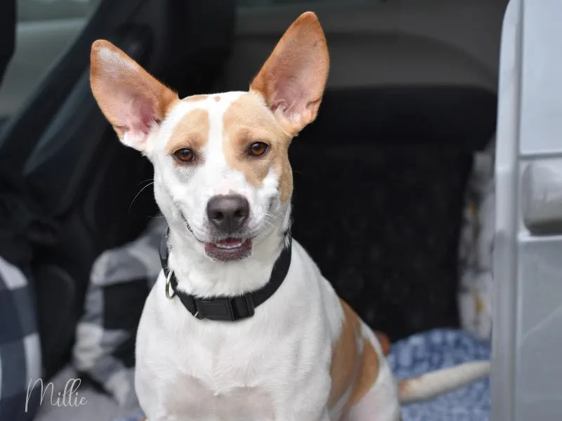 An adult medium-sized female White / Cream Pit Bull Terrier dog named Millie for adoption in Conroe, TX