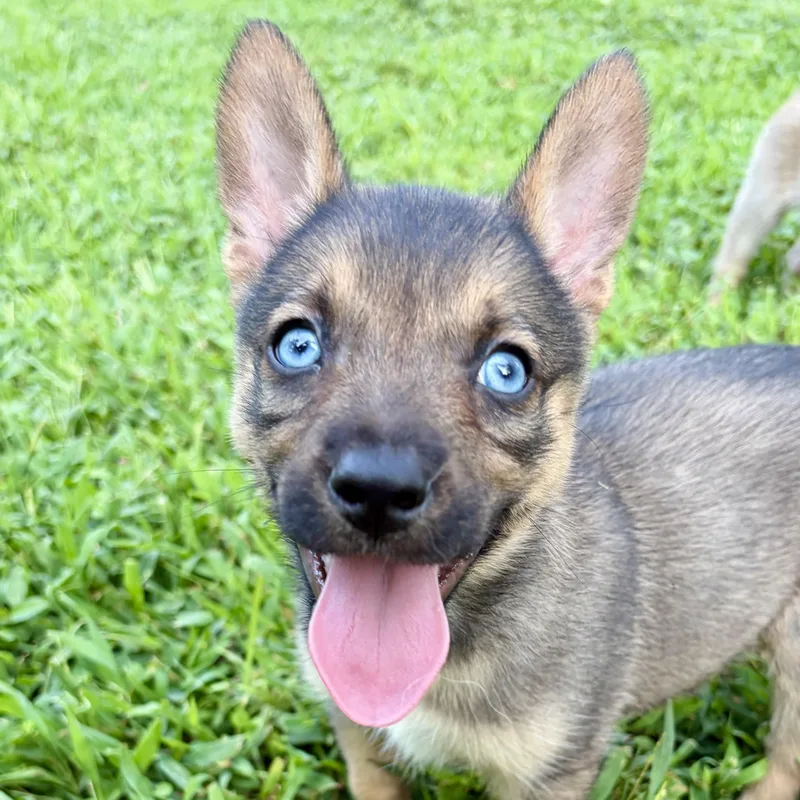 A baby medium-sized female Sable German Shepherd Dog dog named Javelina for adoption in Murphysboro, IL