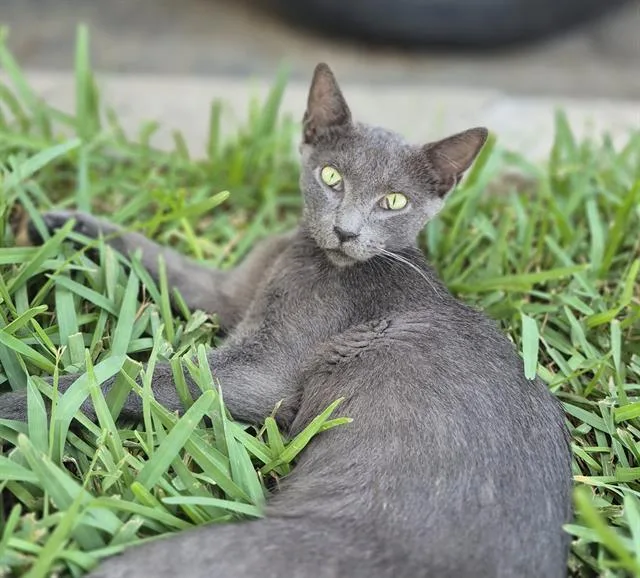 A young small-sized male Domestic Short Hair cat named Sunny for adoption in San Antonio, TX