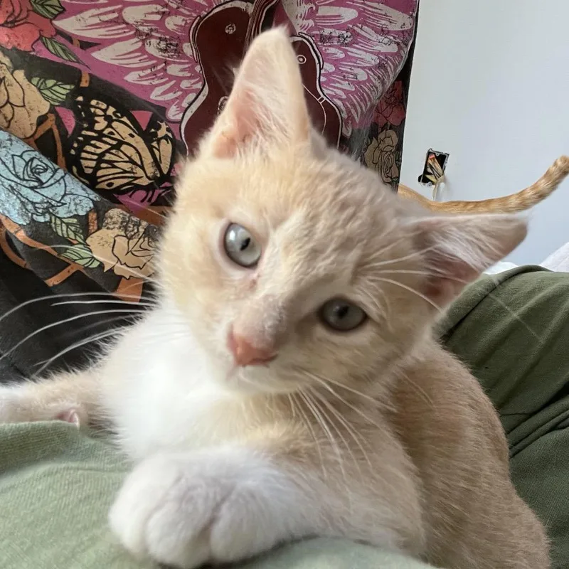 Tangerine thumbnail 3