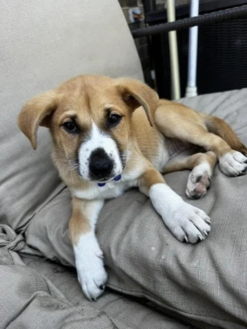 A baby medium-sized female Golden Australian Shepherd dog named Cinderella for adoption in fort worth, TX