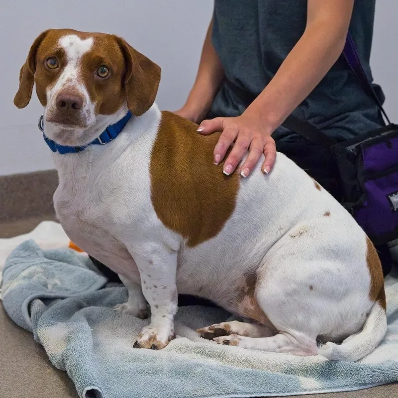 A young medium-sized female Red / Chestnut / Orange Basset Hound dog named Ginger for adoption in South Elgin, IL