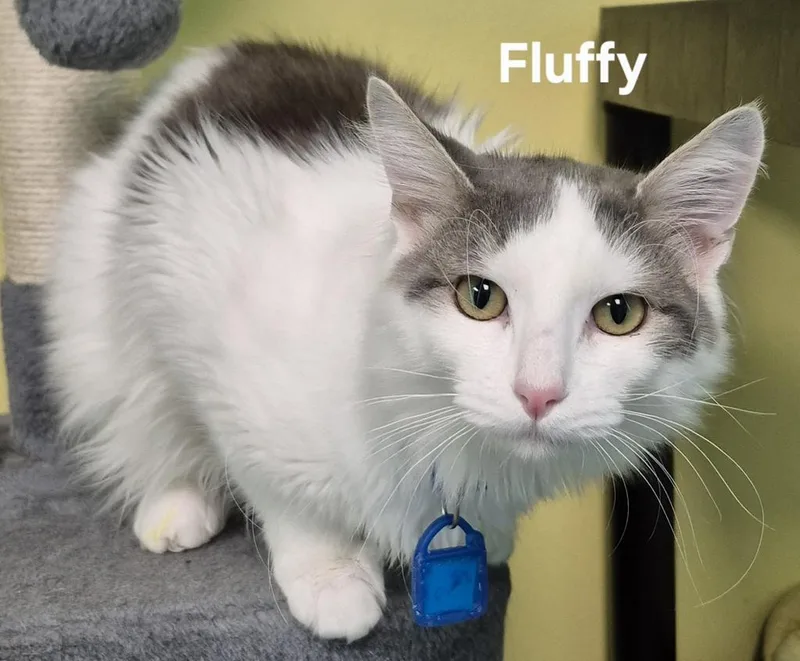 Fluffy