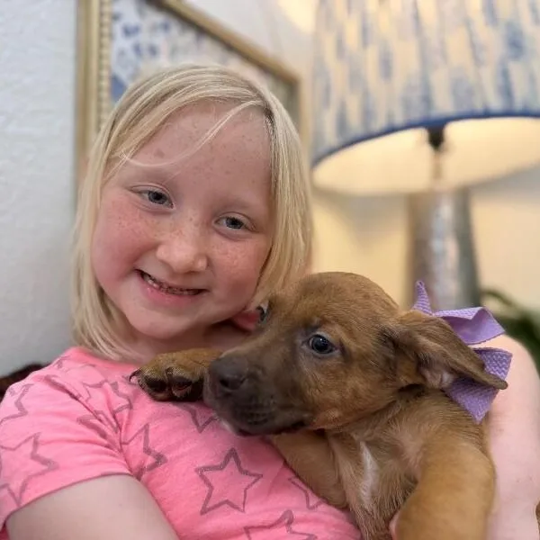 A baby medium-sized female Brown / Chocolate Labrador Retriever dog named Druid Dnd for adoption in Friendswood, TX