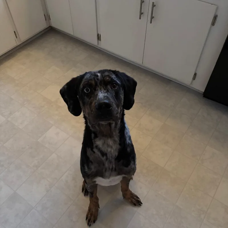 An adult medium-sized male Brindle Great Dane dog named Midnight for adoption in Greensboro, NC