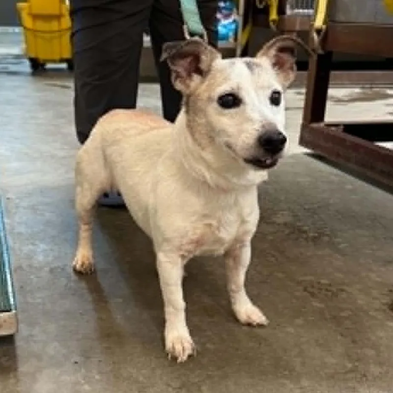 A senior small-sized female White / Cream Jack Russell Terrier dog named Spot for adoption in Shinnston, WV