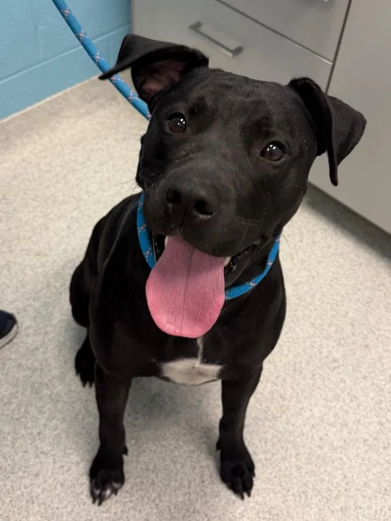 A young large-sized male Black Pit Bull Terrier dog named Herm for adoption in Frankfort, KY