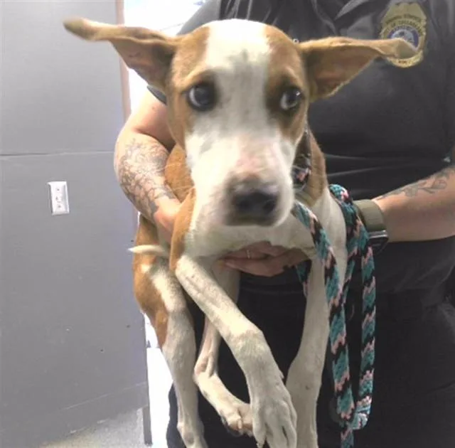 A young small-sized male Pit Bull Terrier dog named Vars for adoption in Tallahassee, FL