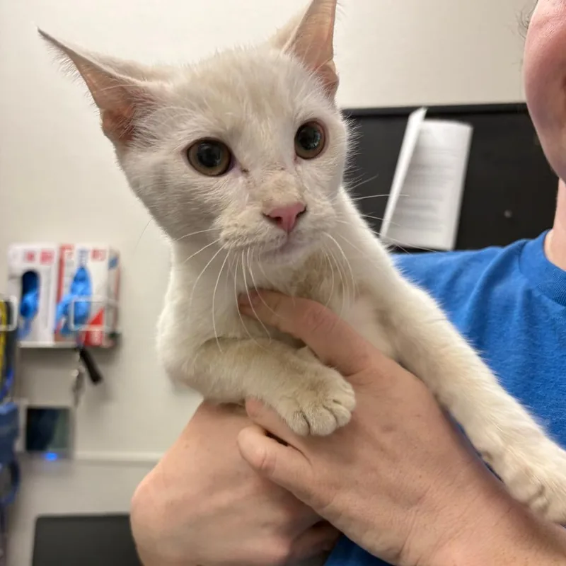 A baby medium-sized male Domestic Short Hair cat named Disaronno for adoption in Columbiana, AL