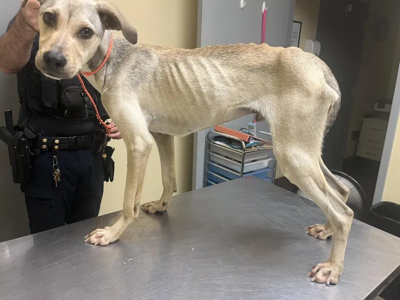 A baby medium-sized male Mixed Breed dog named Zephyr ✅ for adoption in Florence, SC