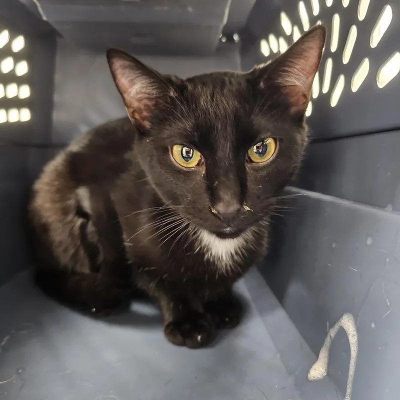 A young medium-sized male Black Domestic Short Hair cat named Elliot for adoption in Evansville, IN