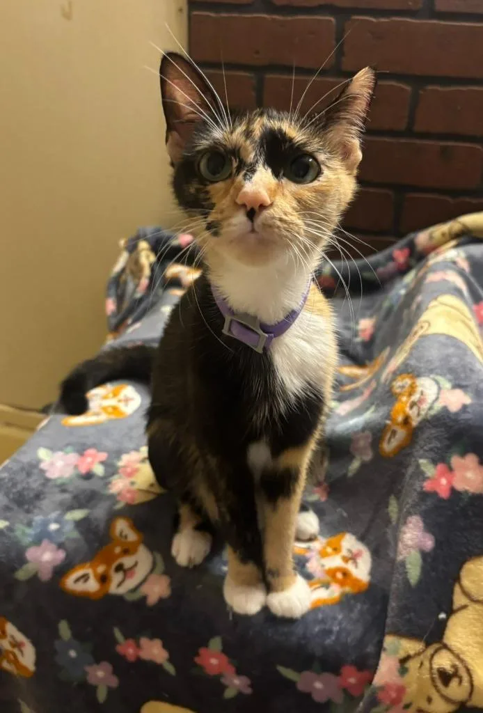 A young small-sized female Domestic Short Hair cat named Tortellini for adoption in Hillsboro, OH