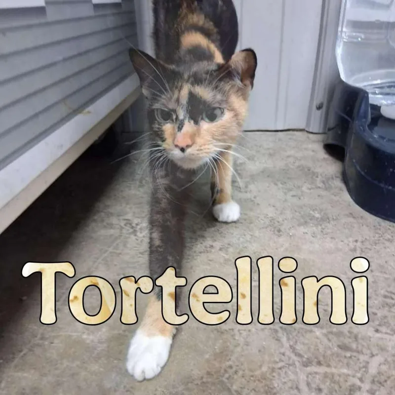 Tortellini thumbnail 2