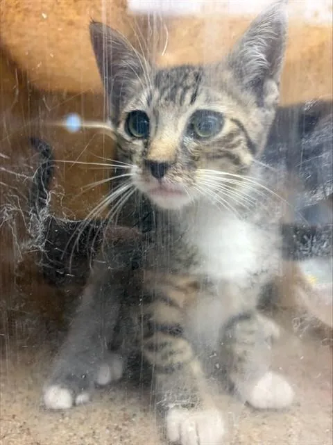 A baby small-sized male Domestic Short Hair cat named Simpson for adoption in Stockton, CA