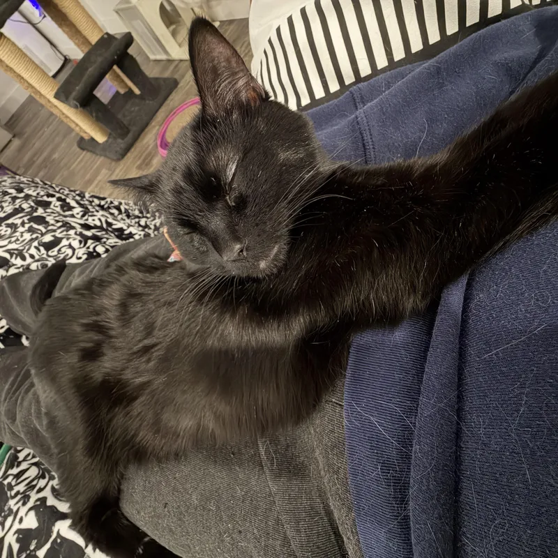 Smokey And Charcoal thumbnail 4