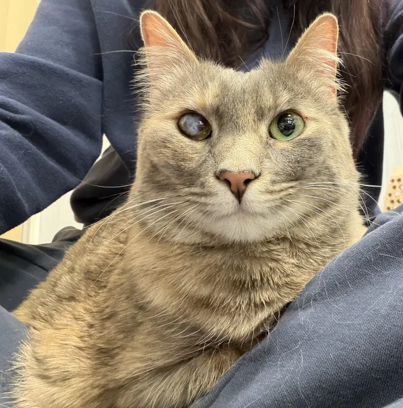 Smokey And Charcoal thumbnail 5